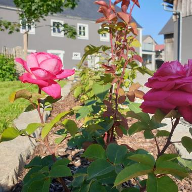 Rosenzauber Ferienwohnungen